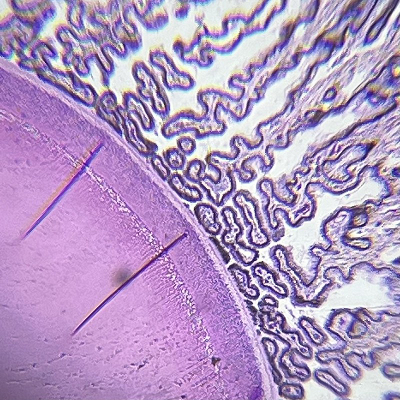 Microscopic image of owl retina